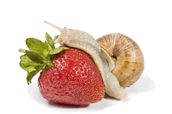 Snail eating strawberries — Stock Photo, Image