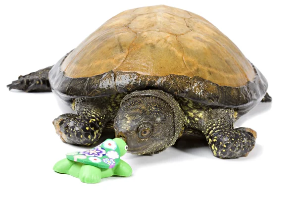 Schildkröte erwägt handgefertigte Keramikschildkröte — Stockfoto