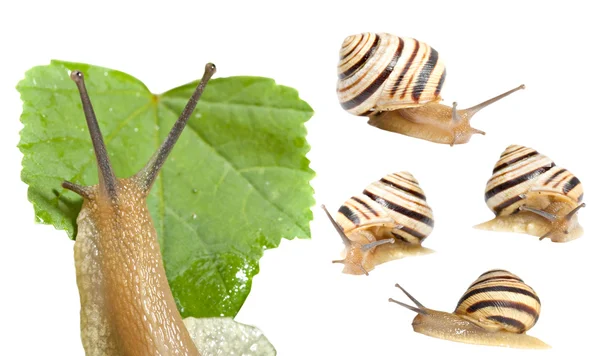 Striped snail on a white background — Stock Photo, Image