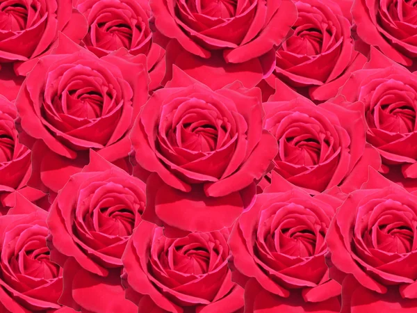 Текстура з троянди — стокове фото