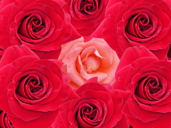 Rote Rosen Textur — Stockfoto