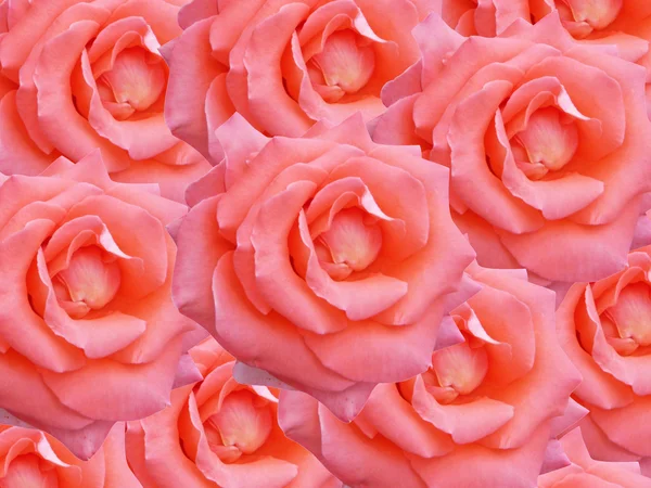 Růžové růže textura — Stock fotografie
