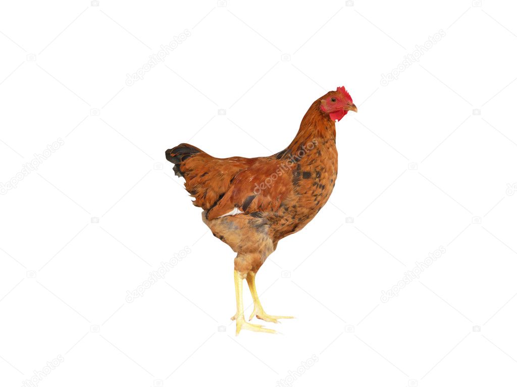 Brown chicken — Stock Photo © Chantall #2732532