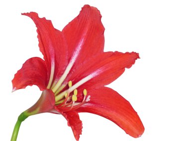 Red lily clipart