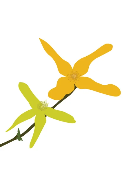Žlutá lilie — Stockový vektor