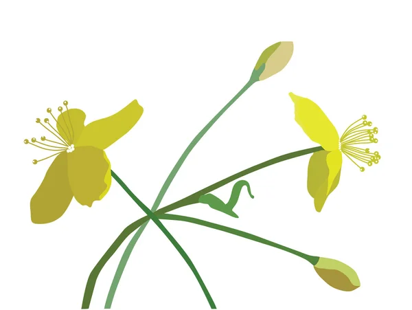 Camomilles jaunes — Image vectorielle