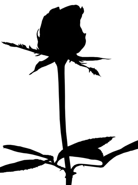 Rose silhouette — Stock Vector