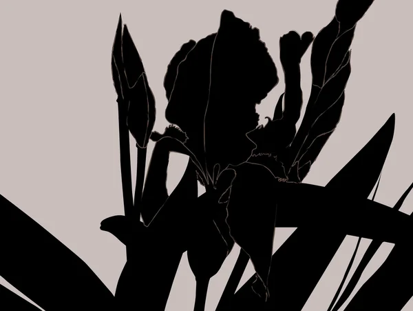 Iris fleurs — Image vectorielle