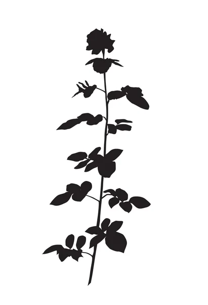 Silhouette rose — Image vectorielle