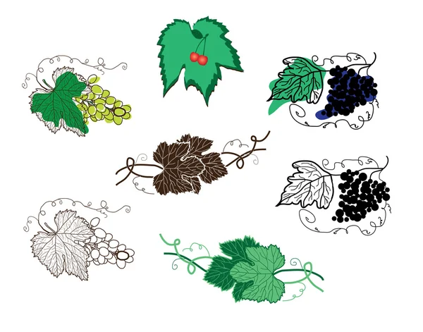 Elementos de diseño de uva floral — Vector de stock