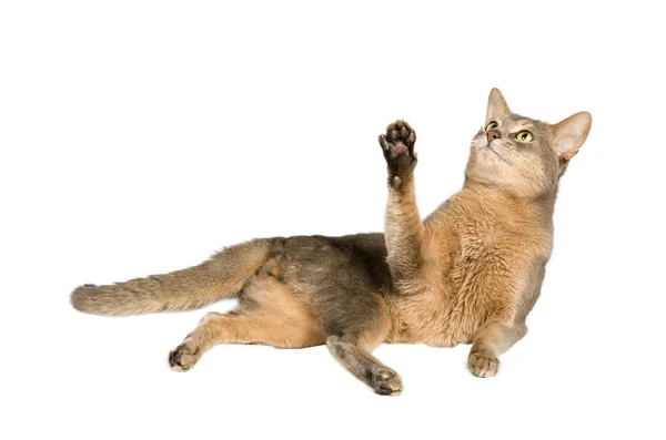 Abessinische Katze legt sich beim Spielen — Stockfoto