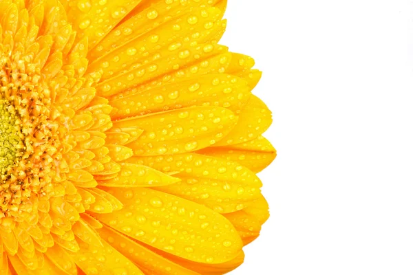 Gelbe Gerbera mit Wassertropfen — Stockfoto