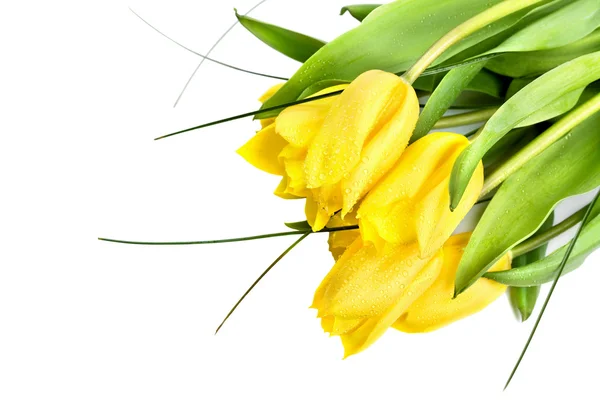 Tulipanes amarillos con gotas de agua —  Fotos de Stock