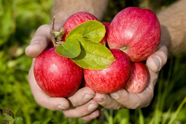 Χέρια που κρατούν τα κόκκινα μήλα — Φωτογραφία Αρχείου