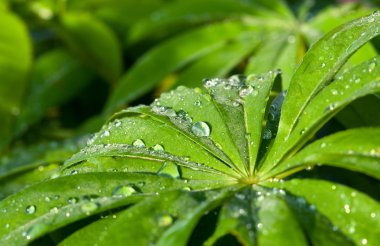 Fresh green leaves with water drops clipart