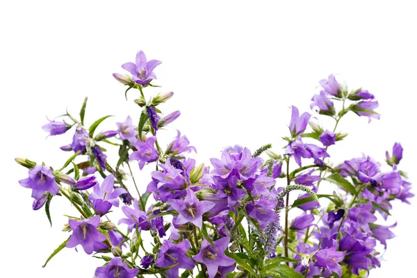 Bellflowers — Stock Photo, Image