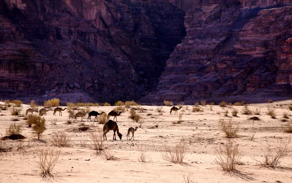 Καμήλα τροχόσπιτο σε μια έρημο — Φωτογραφία Αρχείου