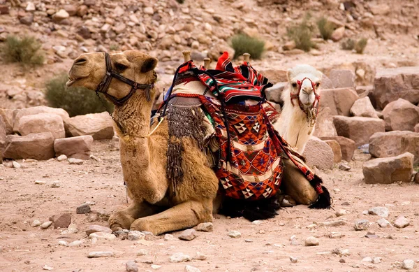 砂漠に2頭のラクダ — ストック写真