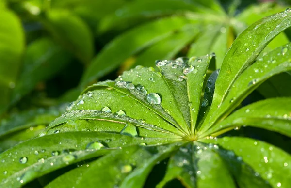 Hojas verdes frescas con gotas de agua — Foto de Stock