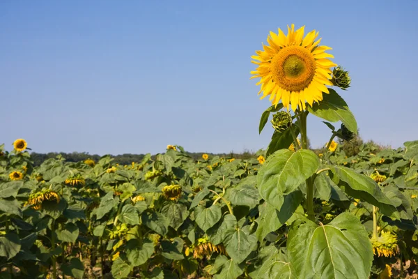 Sunflower on field — Stock Photo, Image