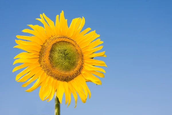 Single sunflower on blue — Stock Photo, Image