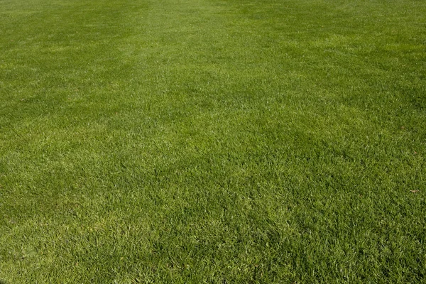 Зеленая трава на поле — стоковое фото