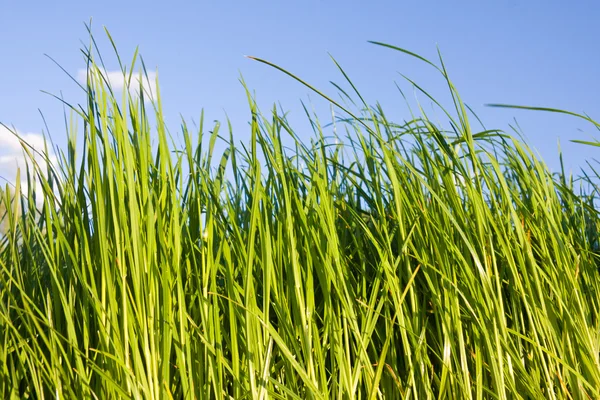 Zelená tráva a modré nebe — Stock fotografie