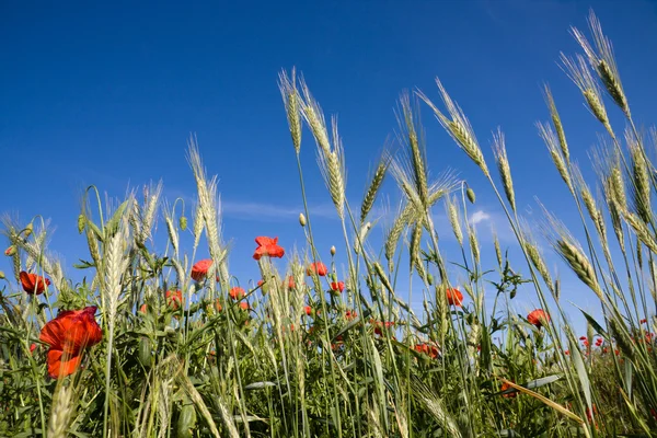 Wheat field and poppies in summer day — Stock Photo, Image