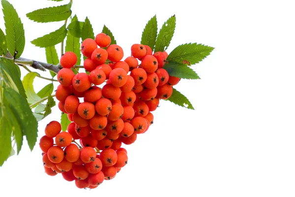 Рябиновые ягоды на дереве — стоковое фото