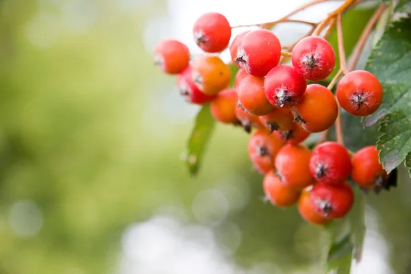 Rowan berries on a tree — Stock Photo, Image
