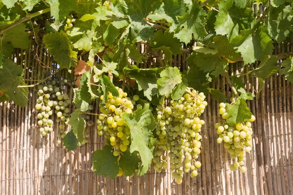 Ramos de vinha de uva — Fotografia de Stock