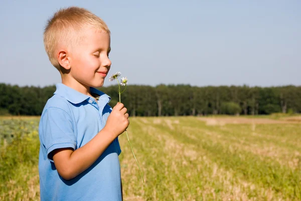 4 anos menino cheirando flor margarida — Fotografia de Stock