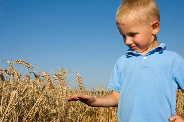 Boy pointing wheat ear — Stock Photo, Image