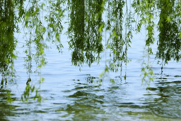 Green branches of a willow on the water — Stock Photo, Image