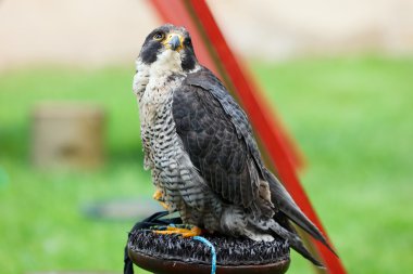 bir levrek üzerinde Şahin peregrine (falco peregrinus).