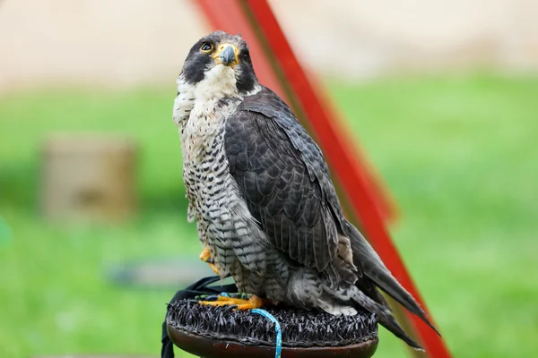 Faucon pèlerin (Falco peregrinus) sur une perche . — Photo