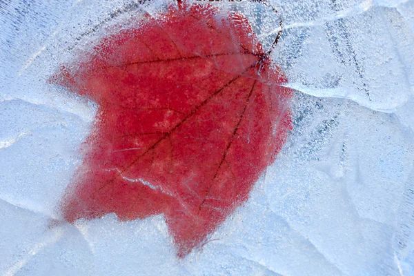 Frysta lönnlöv inuti en texturerat cristal ice — Stockfoto
