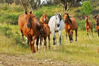 Mares with foals clipart