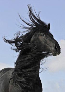 Frisian black horse portrait clipart