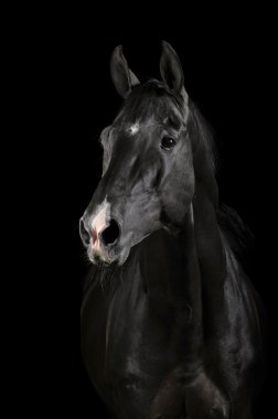 Black horse in darkness clipart