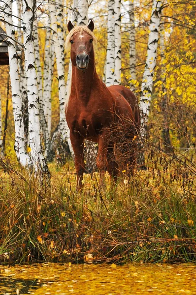 stock image Chestnut stallion portrait in autumn