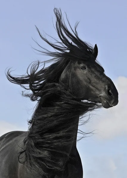 Retrato de cavalo preto frísio — Fotografia de Stock