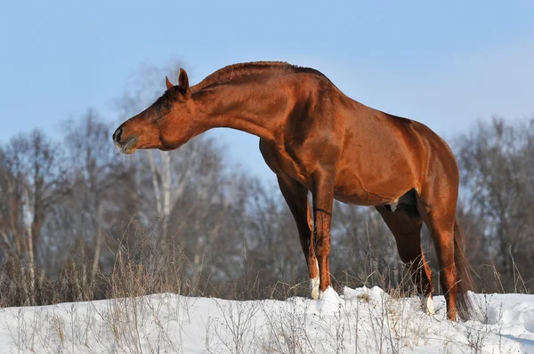 Ritratto di stallone di castagno in inverno — Foto Stock