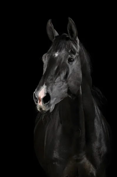 暗闇の中で黒い馬 — ストック写真