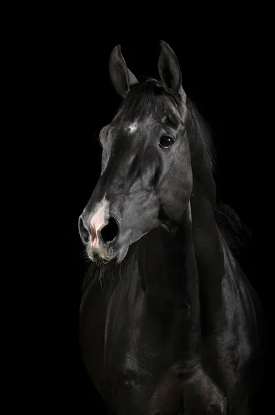 Cheval noir dans l'obscurité Images De Stock Libres De Droits
