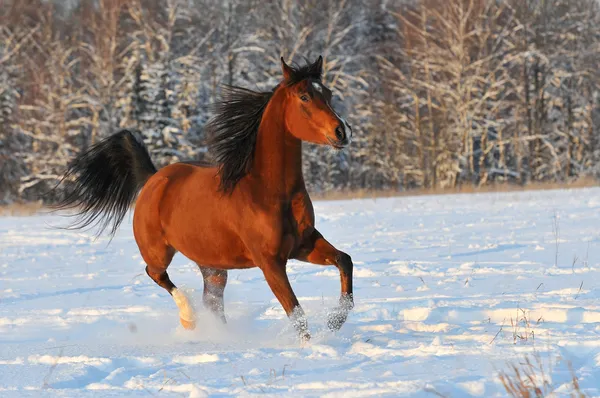 Retrato de caballo árabe de bahía —  Fotos de Stock