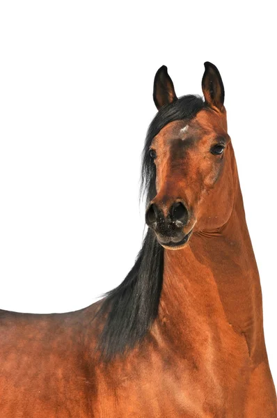 Bay arabian horse portrait on white — Stock Photo, Image