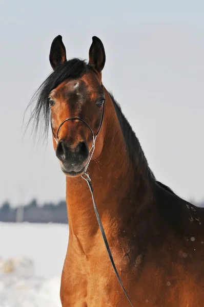 Bay arabian horse portrait — Stock Photo, Image