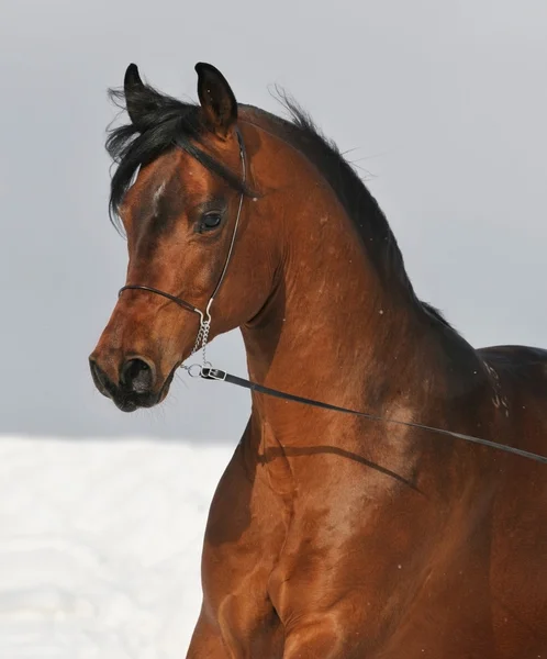 Retrato de caballo árabe de bahía —  Fotos de Stock
