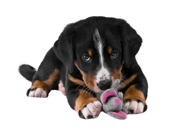 Köpek yavrusu sennenhund appenzeller — Stok fotoğraf